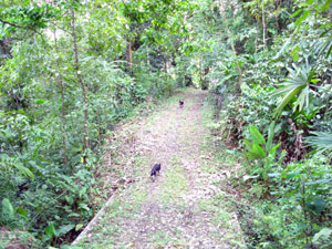 In the lower forest is a ravine with a stream. A bridge allows a wide trail to pass through the ravine to the upper levels of the property. 